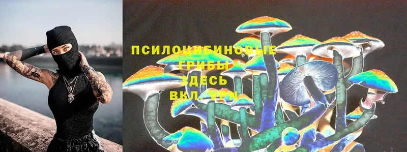 где можно купить   Пошехонье  Псилоцибиновые грибы Magic Shrooms 